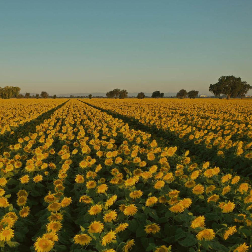 A field of sunflowers